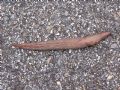 Limax&nbsp;sp.